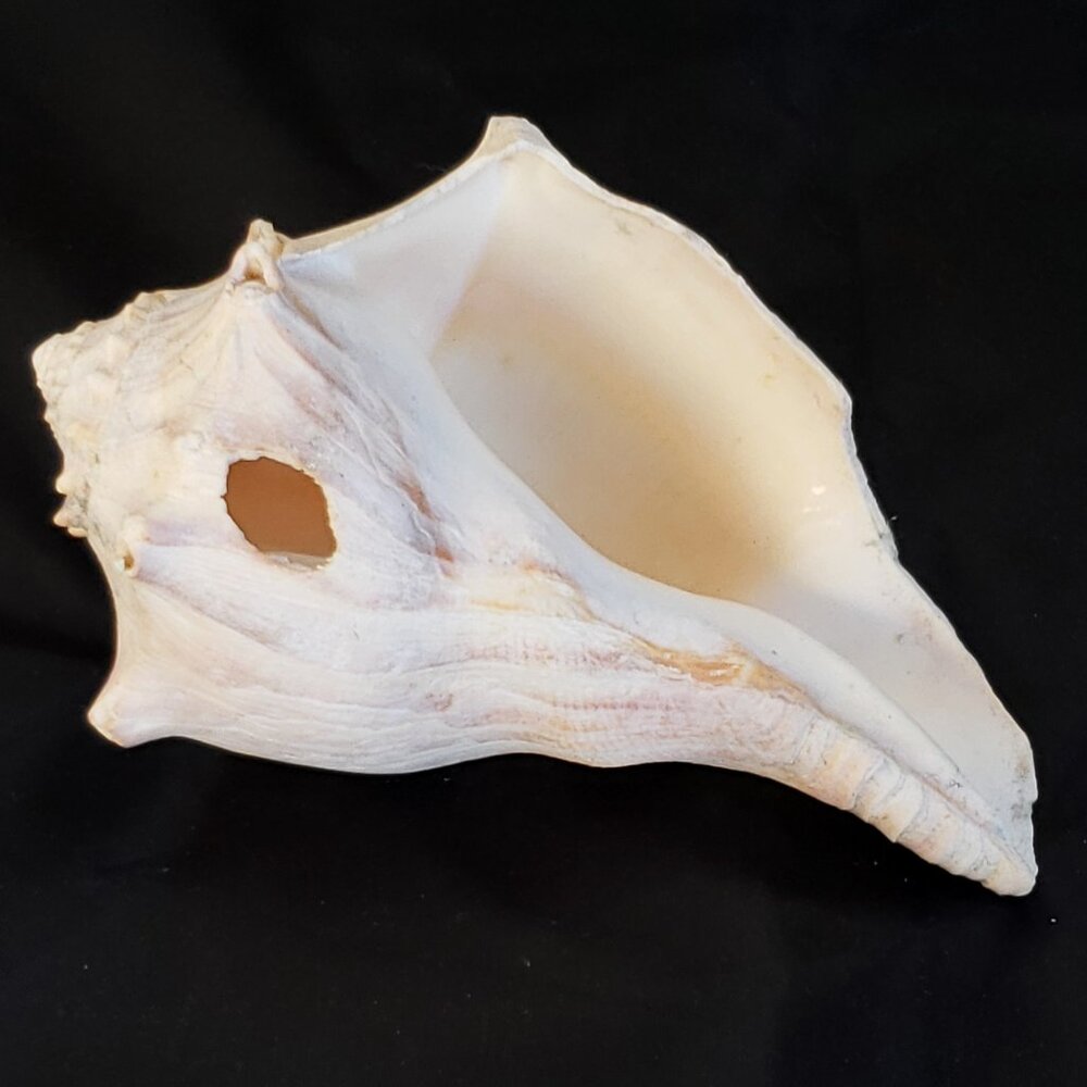 Large Conch Seashell/ real 5" shell